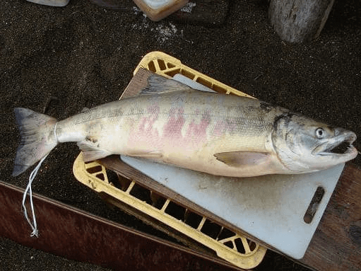 Types of salmon  Basic Sushi Knowledge - Sushi University