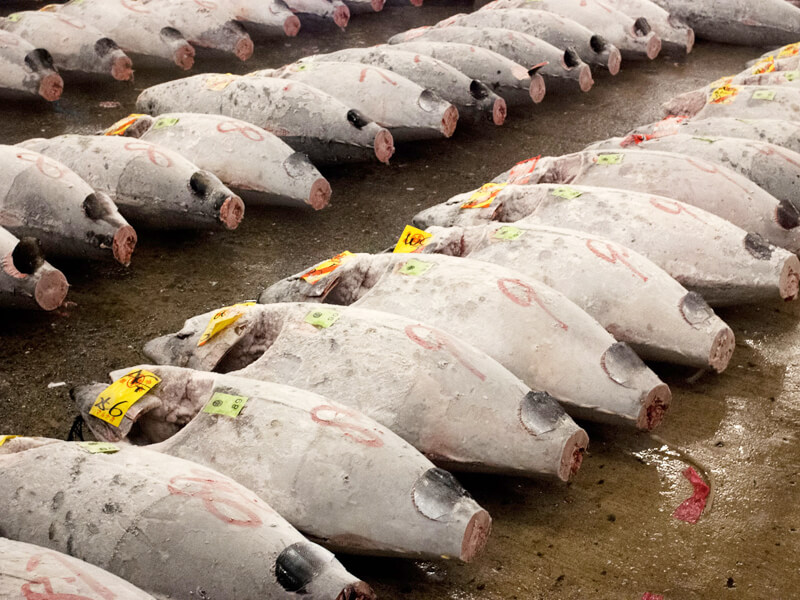 bluefin tuna sushi vs yellowfin