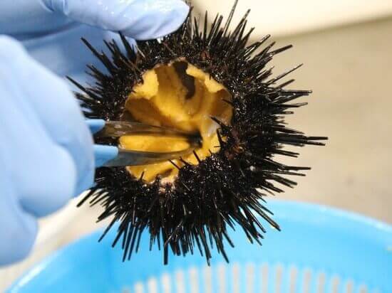 Uni Sushi 〚 sea urchin 〛 【ウニ】 (Information) - Sushipedia