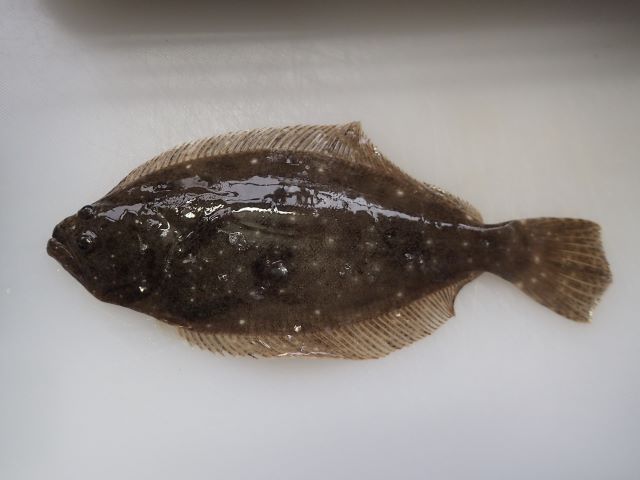 a photo of Bastard halibut (Hirame)