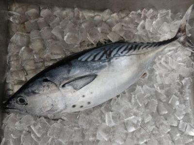 Black skipjack (Suma) | Basic Sushi Knowledge - Sushi University