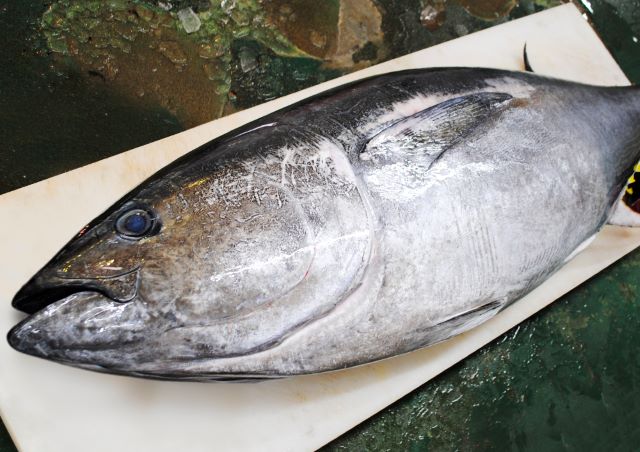 a photo of Bluefin tuna (Kuro maguro)