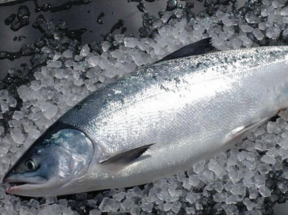 a photo of Chum salmon (Keiji)
