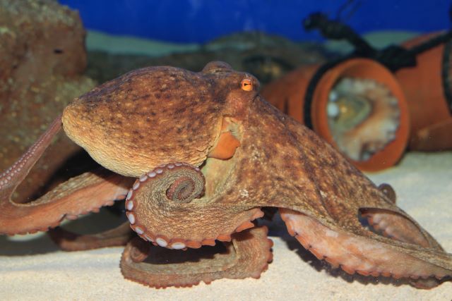a photo of Common octopus (Madako)