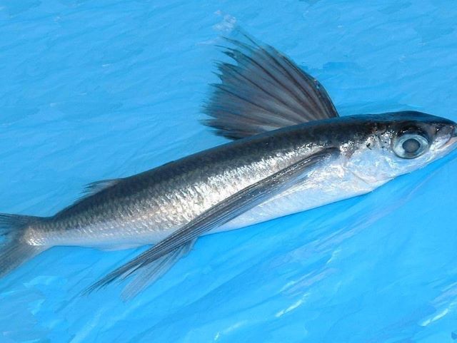 a photo of Flying fish (Tobiuo)