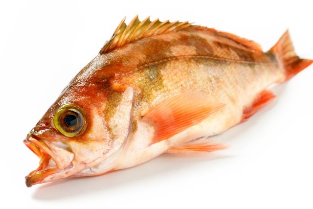 a photo of Goldeye rockfish (usumebaru)