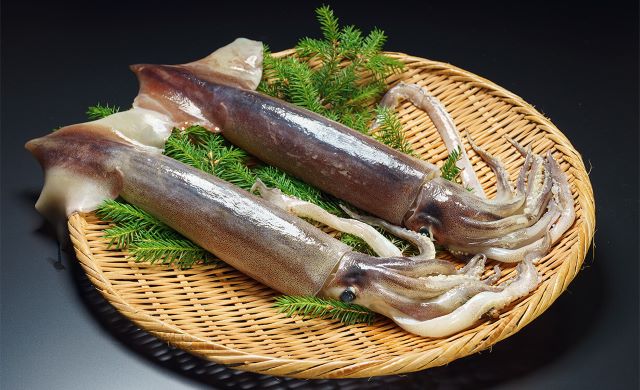 a photo of Japanese common squid (Surume ika)