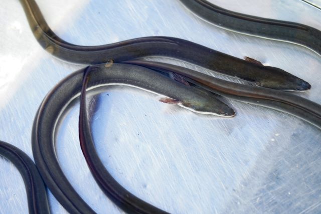 a photo of Japanese eel (Unagi)