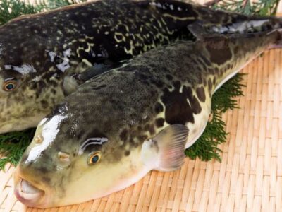 Japanese pufferfish (Torafugu) | Basic Sushi Knowledge - Sushi University