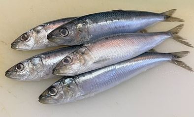 a photo of Japanese sardine (Iwashi)