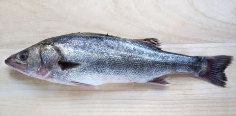 a photo of Japanese sea bass (Suzuki)