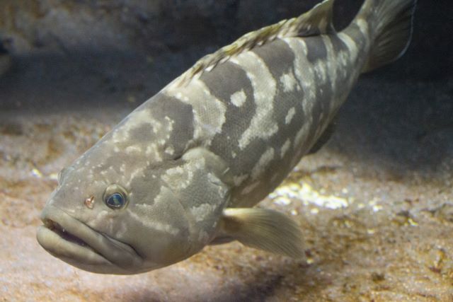 a photo of Longtooth grouper (Kue)