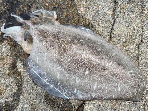a photo of Kisslip cuttlefish (Kaminari ika)