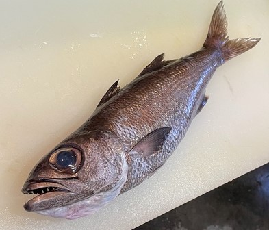 a photo of Kuro-mutsu (Gnomefish)
