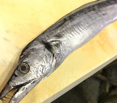 a photo of Largehead hairtail (Tachiuo)