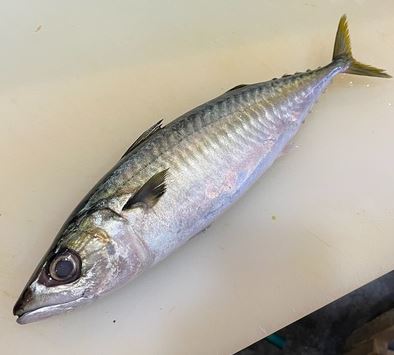 a photo of Mackerel (Saba)