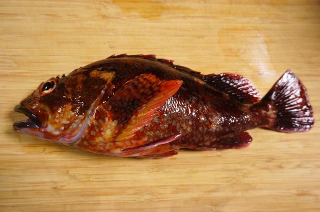 a photo of Marbled rockfish (Kasago)