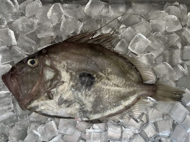 a photo of John dory (Matoudai)