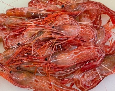 a photo of Morotoge shrimp (Shima ebi)
