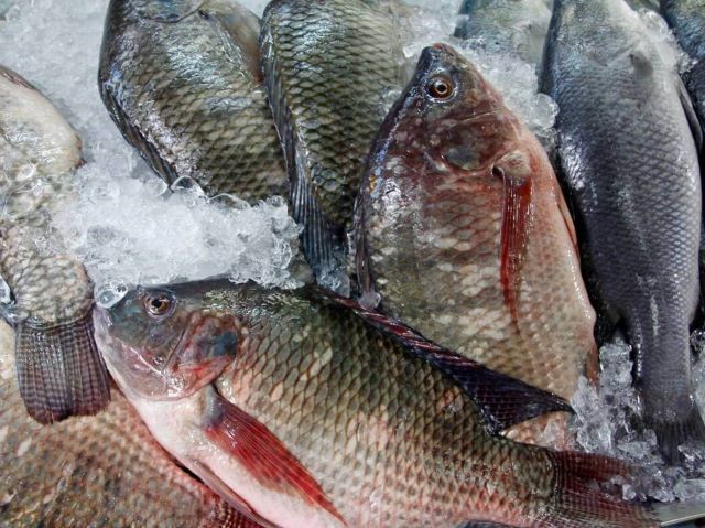 a photo of Nile tilapia (Izumidai)