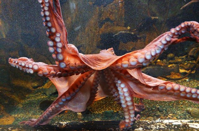 a photo of North-pacific giant octopus (Mizudako)