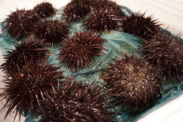 a photo of Northern sea urchin (Kitamurasaki uni)