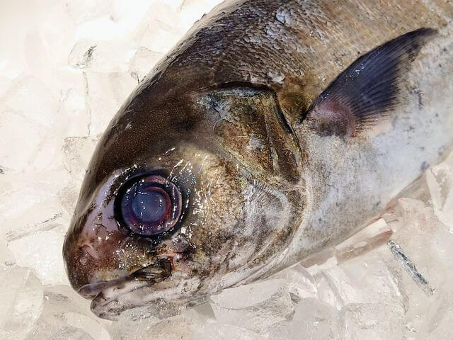a photo of Pacific barrelfish (Medai)