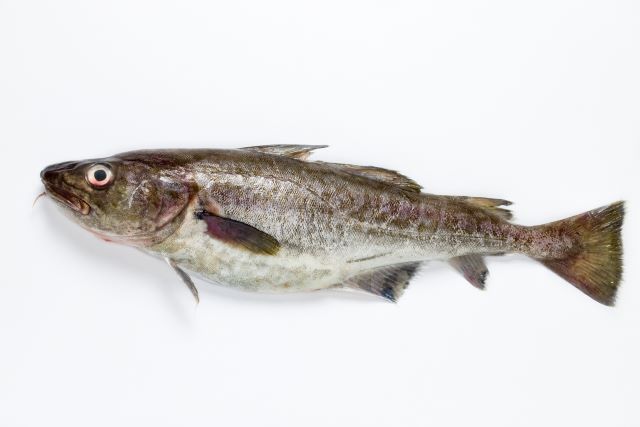 a photo of Pacific cod (Madara)