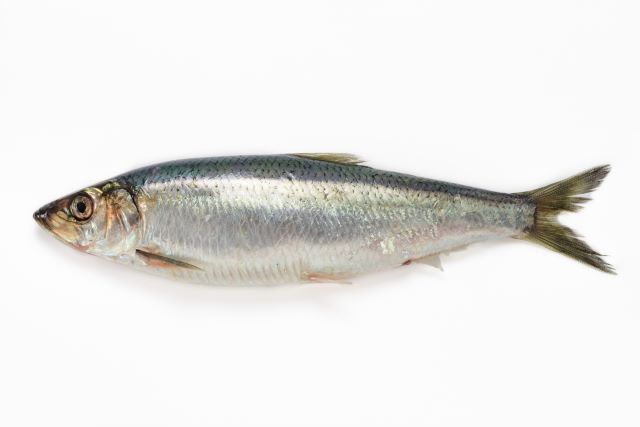 a photo of Pacific herring (Nishin)