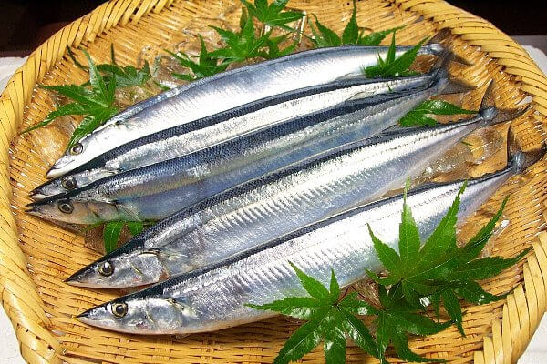 a photo of Pacific saury (Sanma)