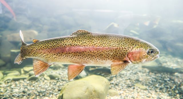 a photo of Rainbow trout (Nijimasu)
