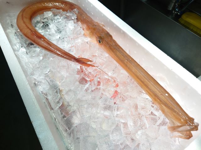 a photo of Red cornetfish (Akayagara)