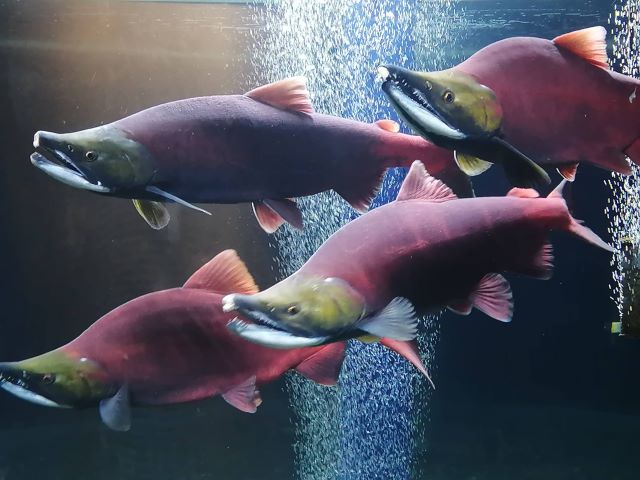 a photo of Red salmon (Benizake)