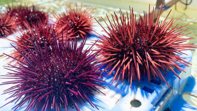 a photo of Red sea urchin (Aka uni)