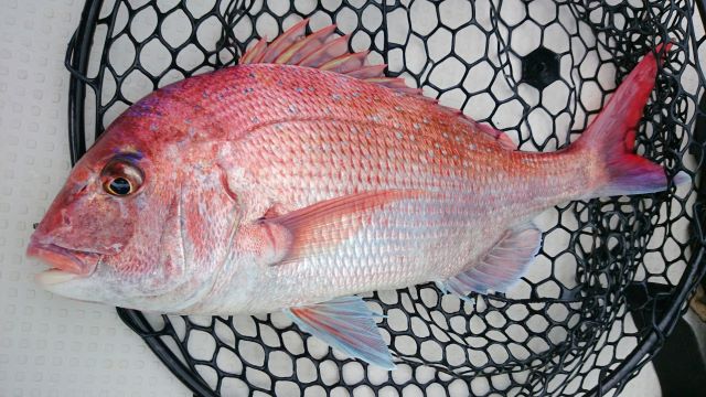 a photo of Red seabream (Madai)