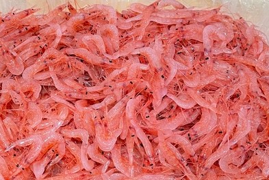 a photo of Sakura shrimp (Sakuraebi)
