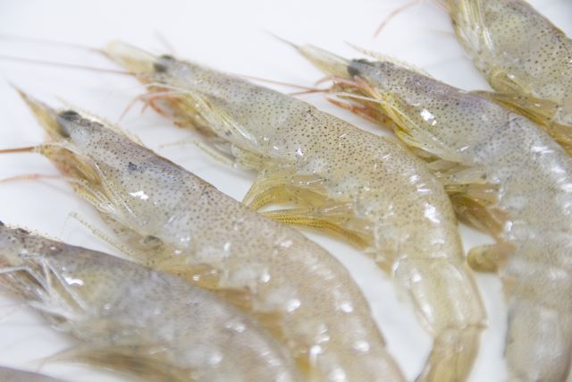 a photo of Shiba shrimp (Shibaebi)