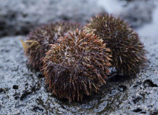 a photo of Short-spined sea urchin (Ezobafun uni)