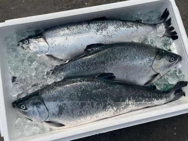 a photo of Silver salmon (Ginzake)