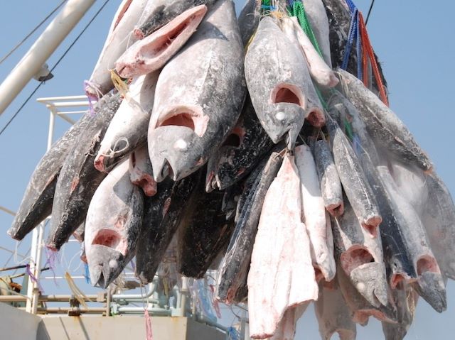 a photo of Southern Bluefin tuna (Minami maguro)