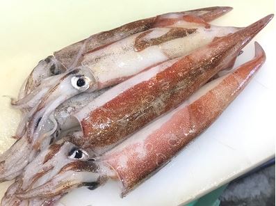 a photo of Spear squid (Yari ika)