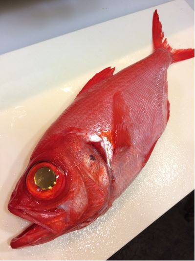 Kinmedai (Golden Eye Snapper) from Japan