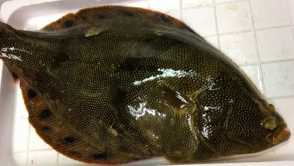 a photo of Spotted halibut (Hoshigarei)