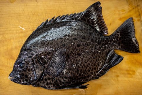 a photo of Spotted knifejaw (Ishigakidai) fish