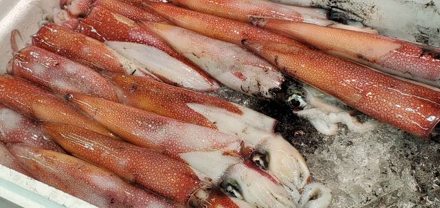 a photo of Swordtip squid (Kensaki ika)