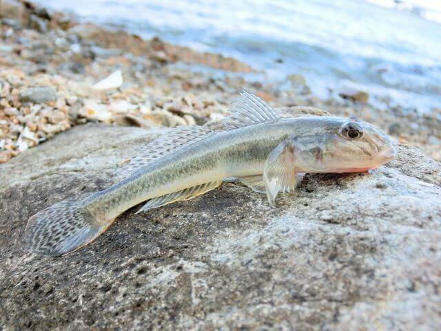 a photo of Yellowfin goby (Mahaze)