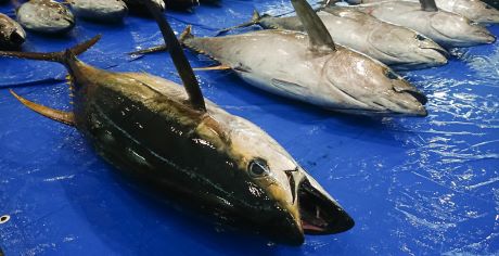 a photo of Yellowfin tuna (Kihada maguro)