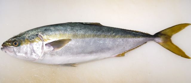 a photo of Young Japanese amberjack (Inada)