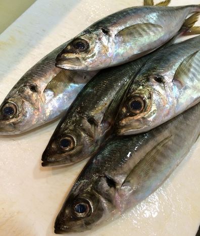 a photo of Horse mackerel (Kuro-aji)