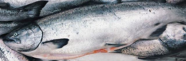 a photo of King salmon (Masunosuke)